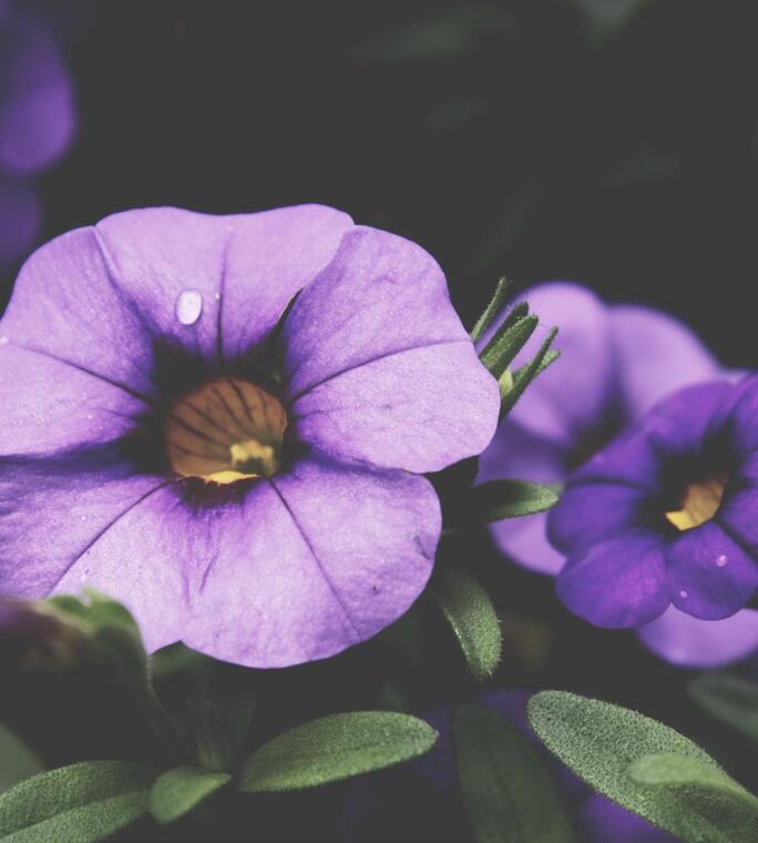 unsplash-525b54bcc32ba-1