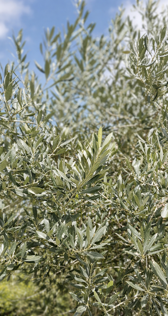 olivenbaum